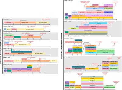 Harnessing mechanobiology for kidney organoid research